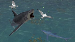 shark chasing gull